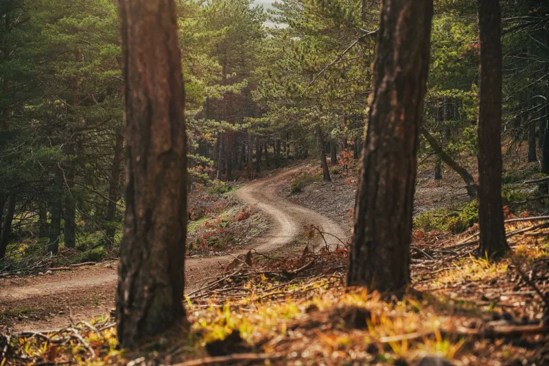 The Unscripted Path: Discovering God's Faithfulness in a Faith Journey That Defied Expectations